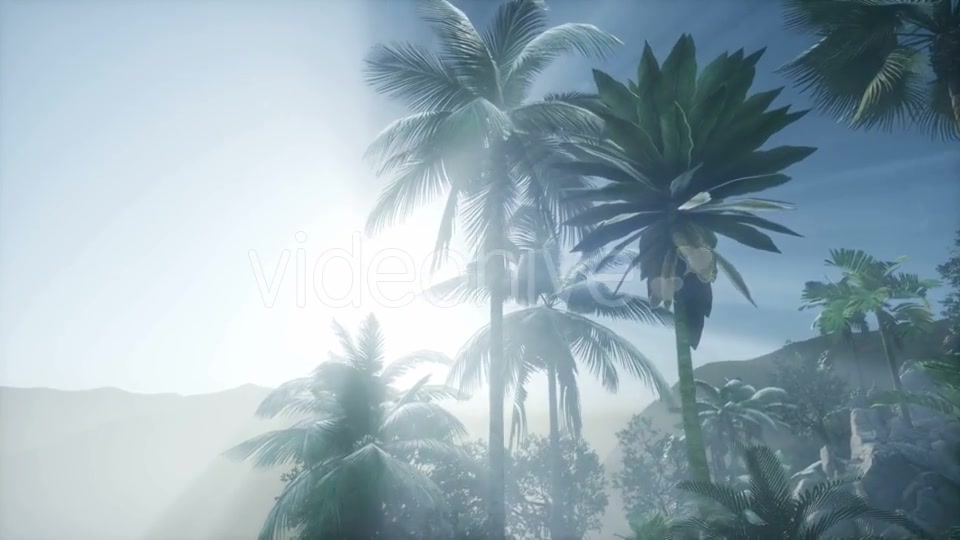 Sunset Beams Through Palm Trees - Download Videohive 21225454