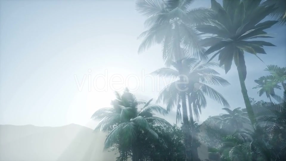 Sunset Beams Through Palm Trees - Download Videohive 21225454