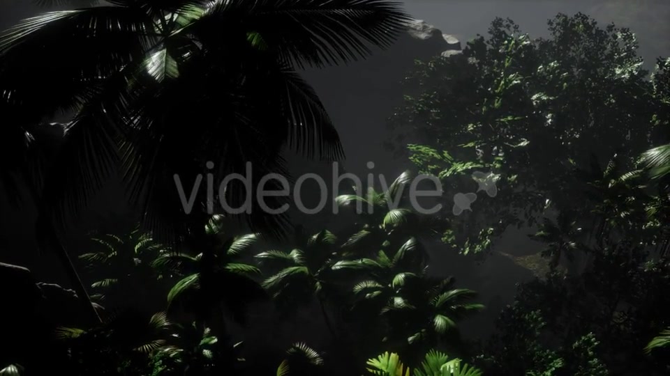 Sunset Beams Through Palm Trees - Download Videohive 21264480
