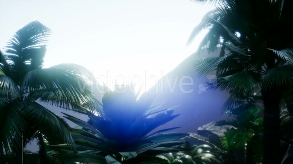 Sunset Beams Through Palm Trees - Download Videohive 21297280