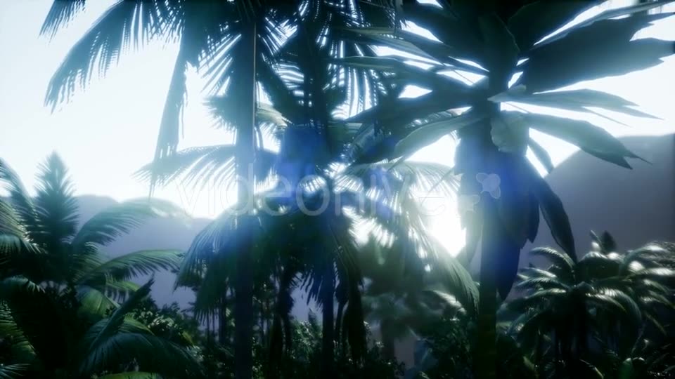 Sunset Beams Through Palm Trees - Download Videohive 21297280