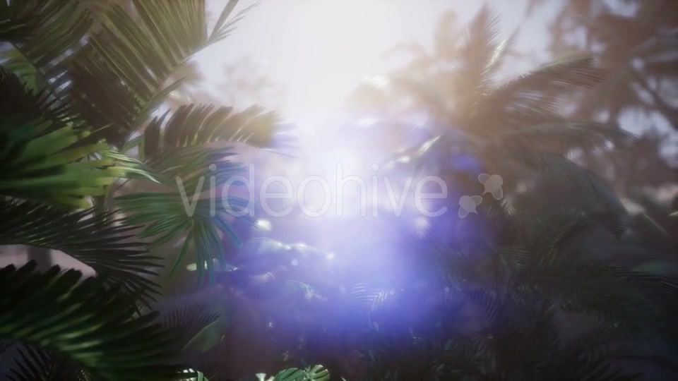 Sunset Beams Through Palm Trees - Download Videohive 21297549