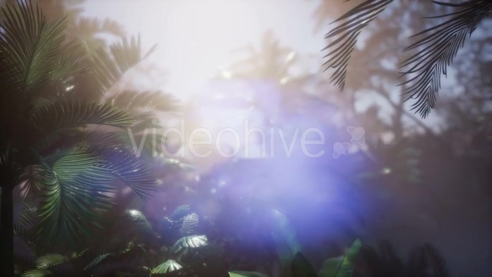 Sunset Beams Through Palm Trees - Download Videohive 21297549