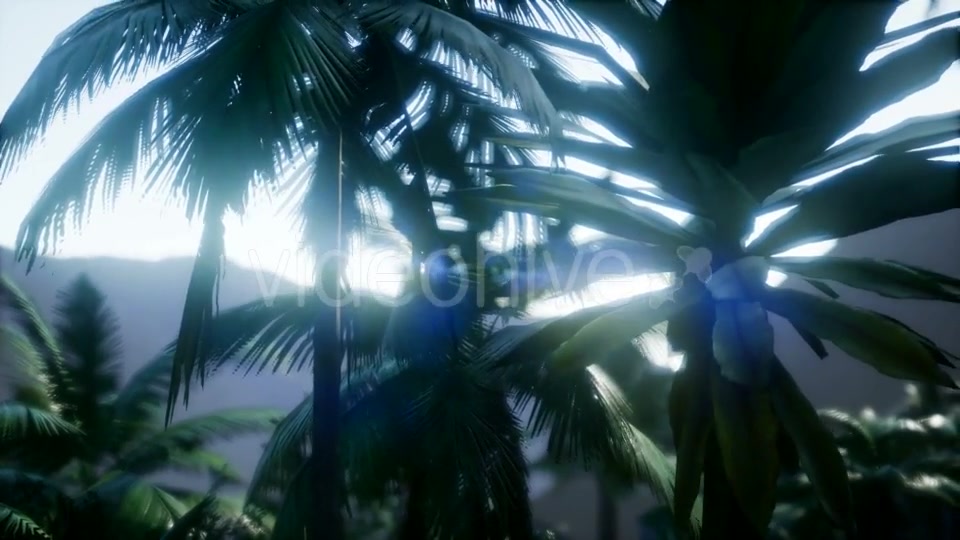 Sunset Beams Through Palm Trees - Download Videohive 21313697