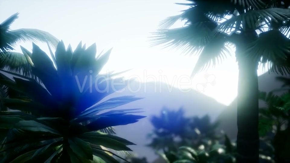 Sunset Beams Through Palm Trees - Download Videohive 21313697