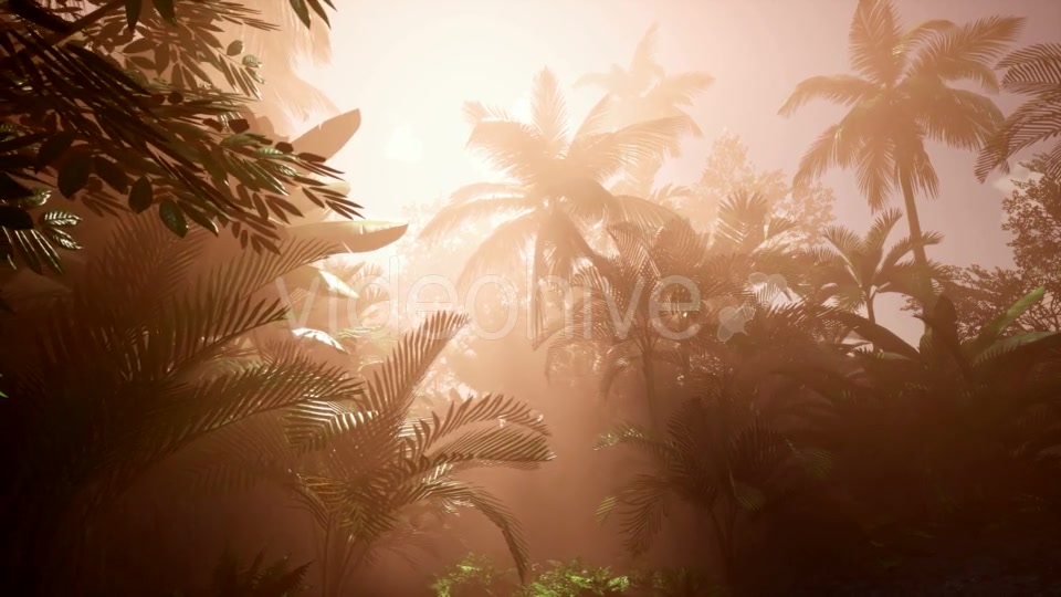 Sunset Beams Through Palm Trees - Download Videohive 21313730