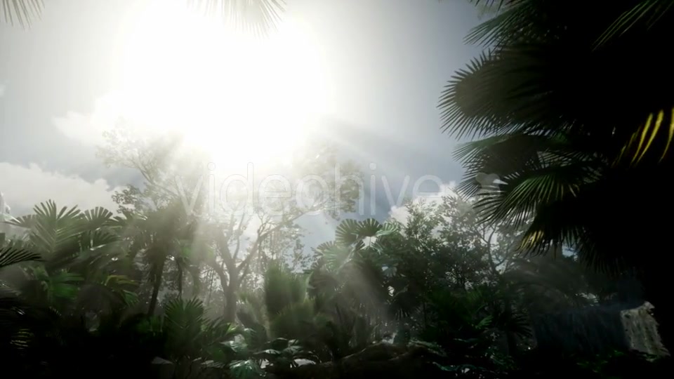 Sunset Beams Through Palm Trees - Download Videohive 21313962