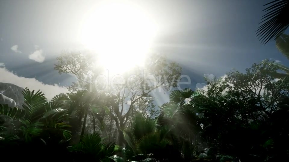 Sunset Beams Through Palm Trees - Download Videohive 21313962