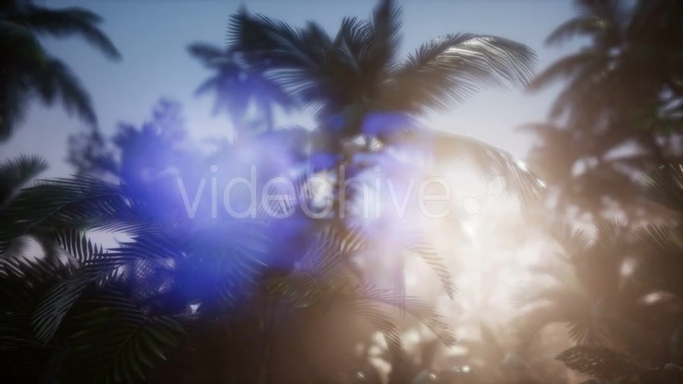 Sunset Beams Through Palm Trees - Download Videohive 21388886