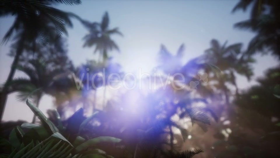 Sunset Beams Through Palm Trees - Download Videohive 21388886