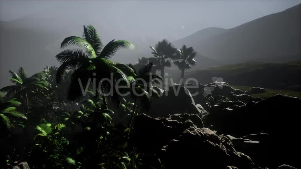 Sunset Beams Through Palm Trees - Download Videohive 21389752