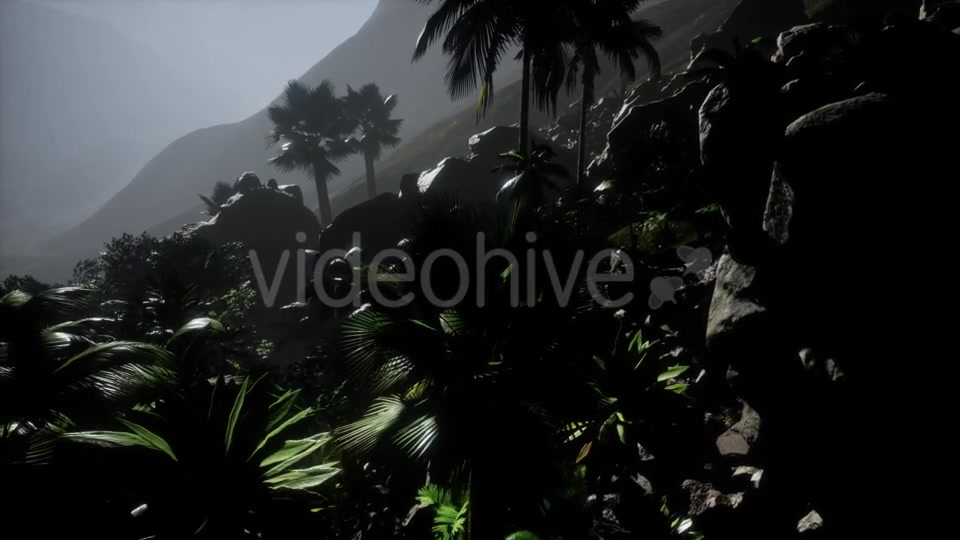 Sunset Beams Through Palm Trees - Download Videohive 21389752