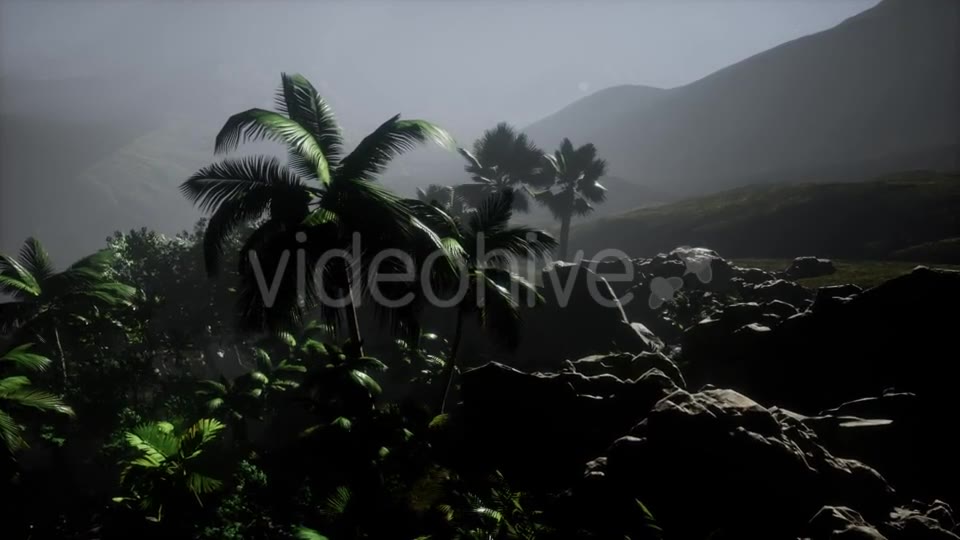 Sunset Beams Through Palm Trees - Download Videohive 21389752