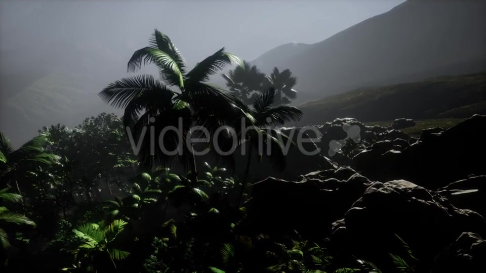 Sunset Beams Through Palm Trees - Download Videohive 21389752