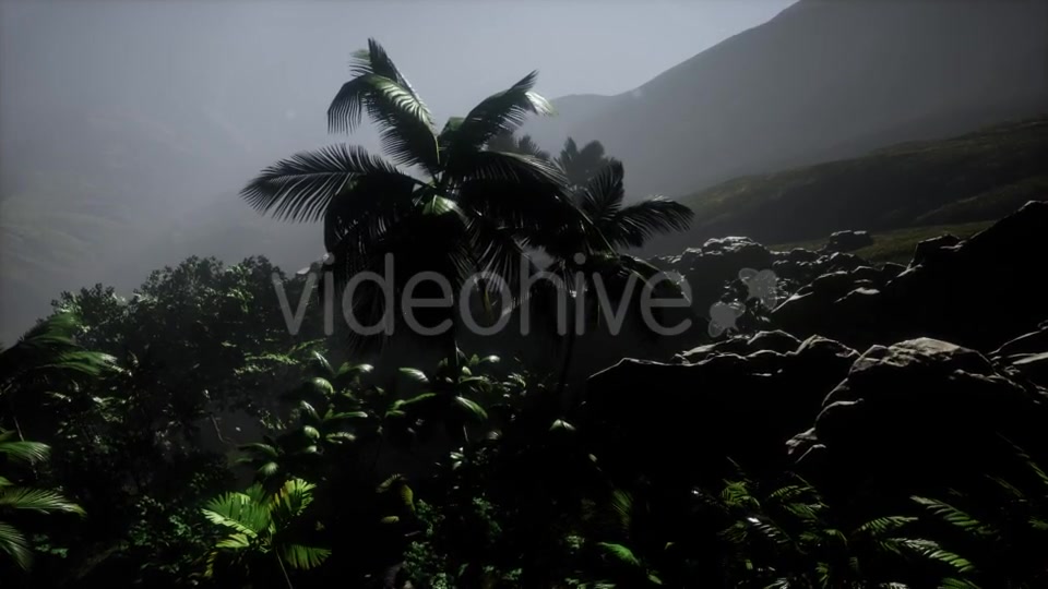 Sunset Beams Through Palm Trees - Download Videohive 21389752