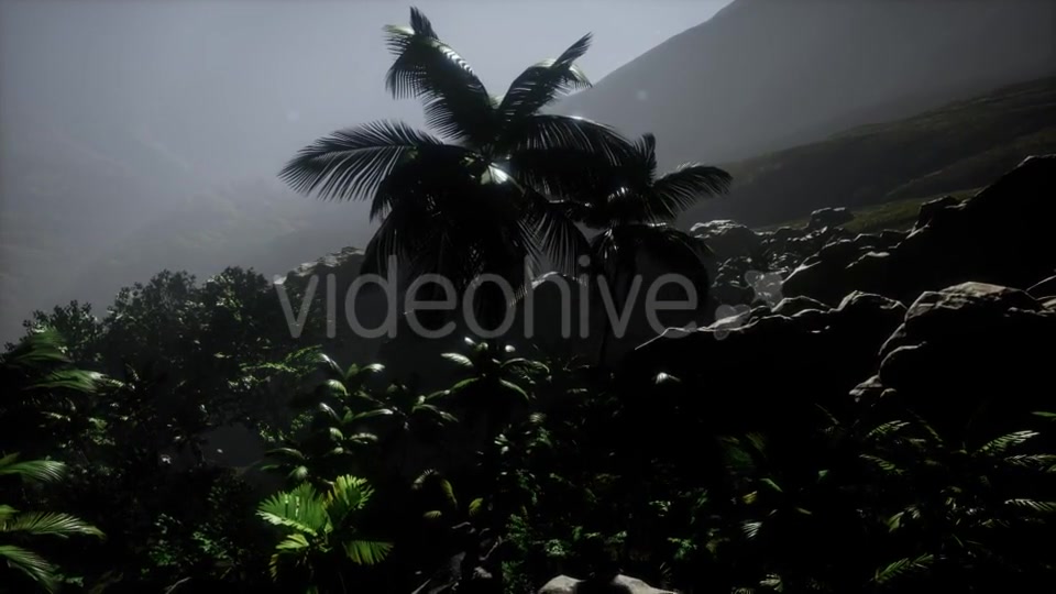 Sunset Beams Through Palm Trees - Download Videohive 21389752