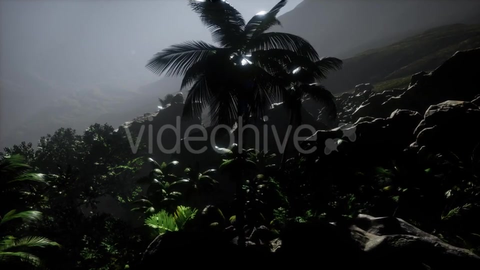 Sunset Beams Through Palm Trees - Download Videohive 21389752