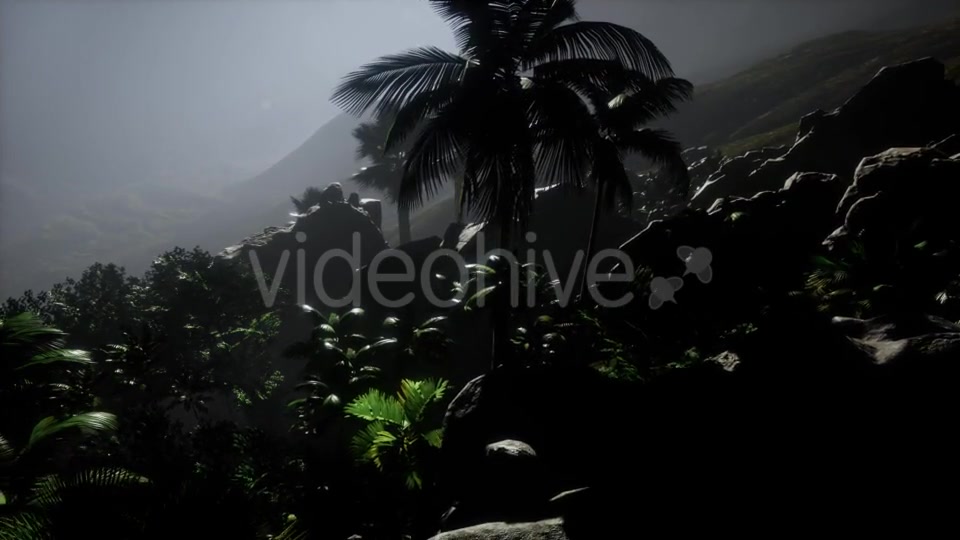 Sunset Beams Through Palm Trees - Download Videohive 21389752