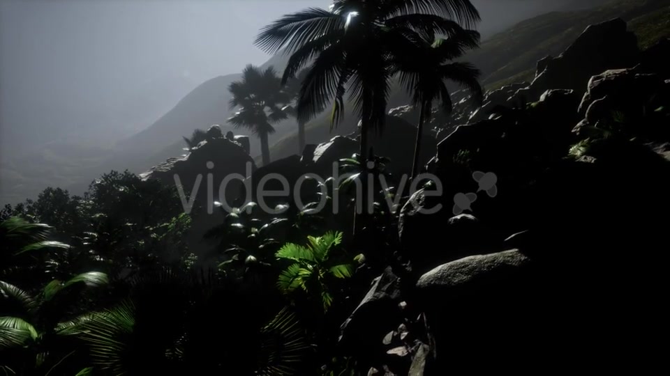 Sunset Beams Through Palm Trees - Download Videohive 21389752