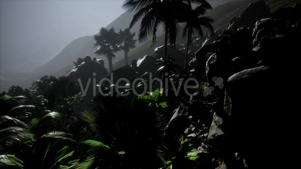 Sunset Beams Through Palm Trees - Download Videohive 21389752