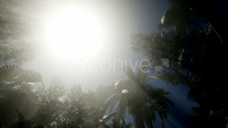 Sunset Beams Through Palm Trees - Download Videohive 21408040