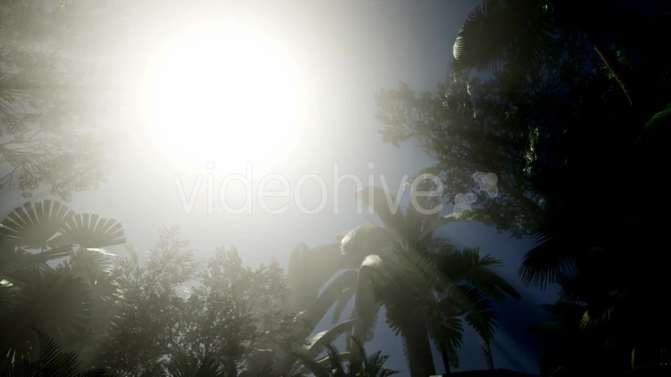 Sunset Beams Through Palm Trees - Download Videohive 21408040