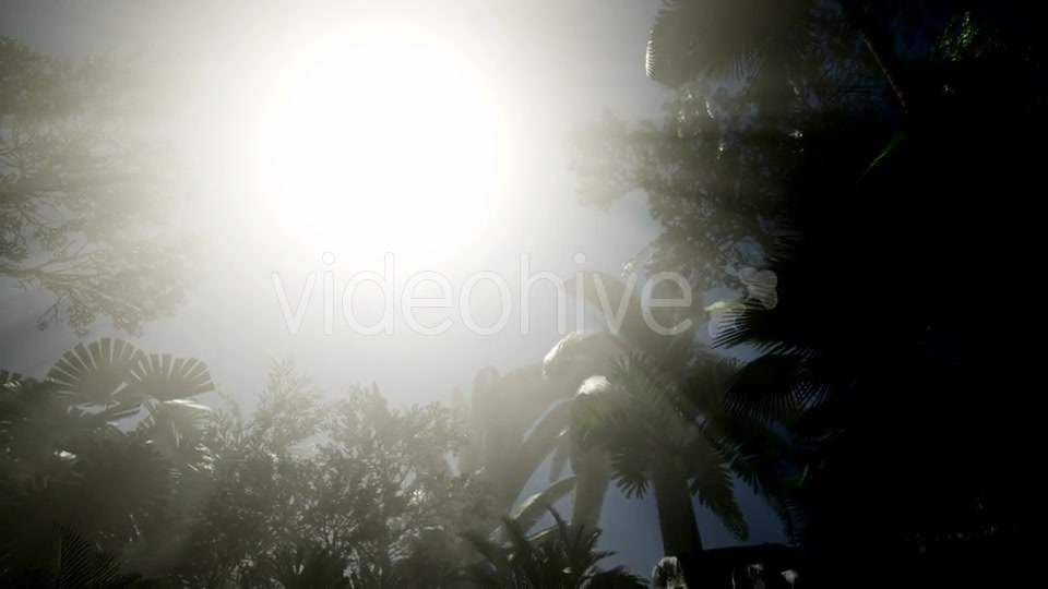 Sunset Beams Through Palm Trees - Download Videohive 21408040