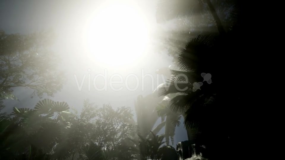 Sunset Beams Through Palm Trees - Download Videohive 21408040