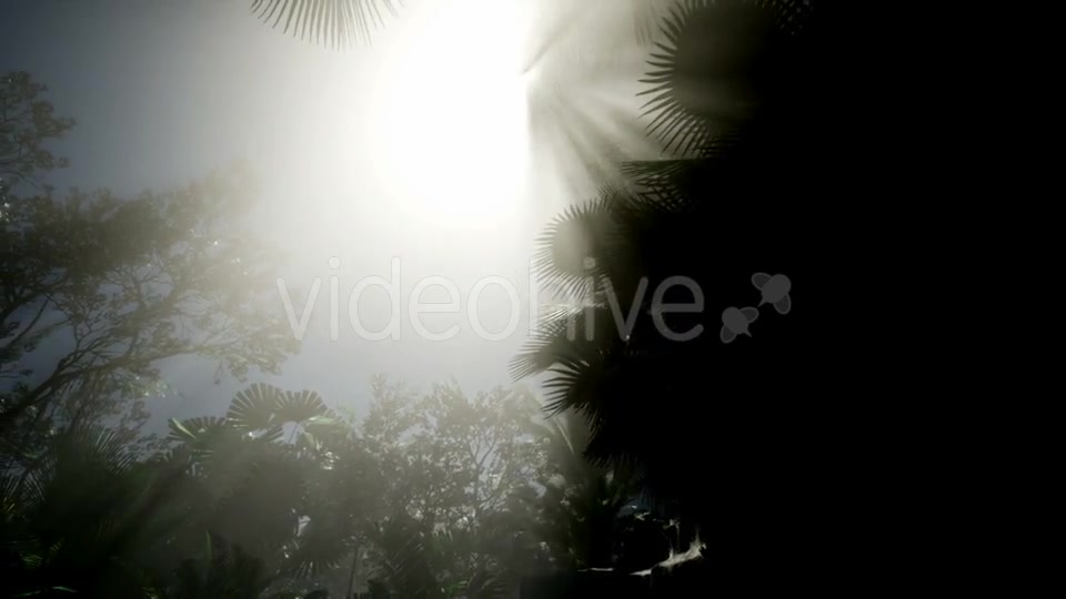 Sunset Beams Through Palm Trees - Download Videohive 21408040