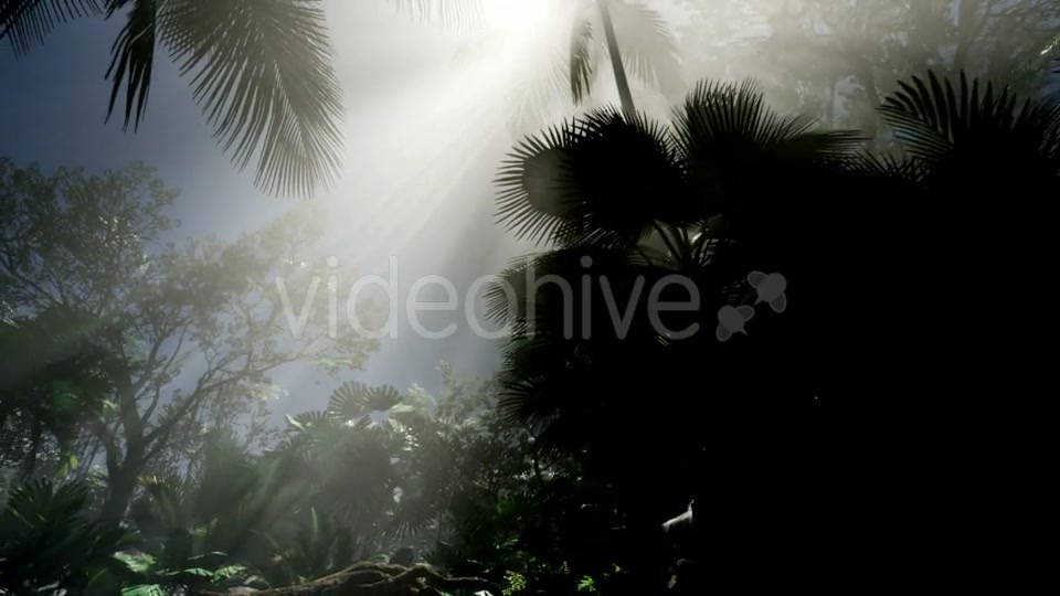 Sunset Beams Through Palm Trees - Download Videohive 21408040