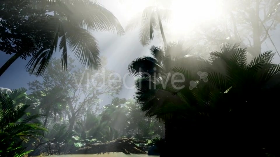 Sunset Beams Through Palm Trees - Download Videohive 21408040