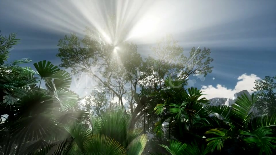 Sunset Beams Through Palm Trees - Download Videohive 21408503