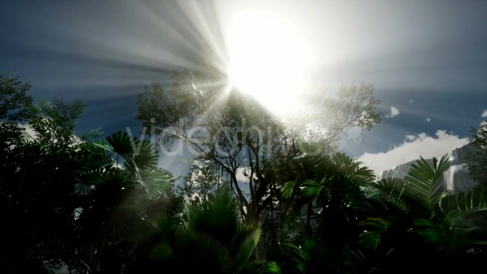 Sunset Beams Through Palm Trees - Download Videohive 21408503