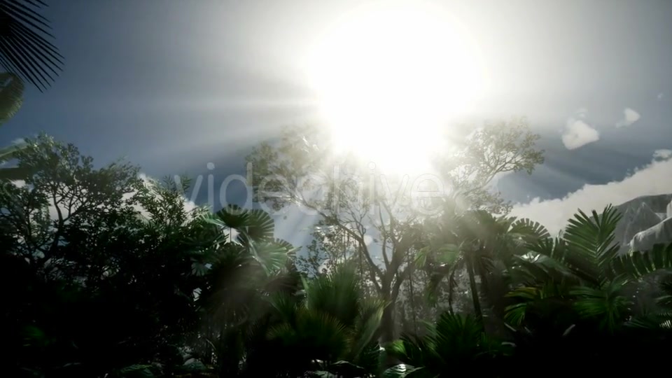 Sunset Beams Through Palm Trees - Download Videohive 21408503