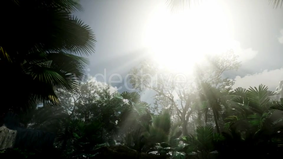 Sunset Beams Through Palm Trees - Download Videohive 21408503