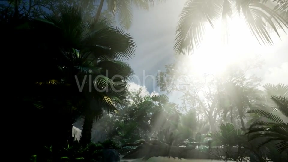 Sunset Beams Through Palm Trees - Download Videohive 21408503