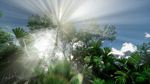Sunset Beams Through Palm Trees - Download Videohive 21408503