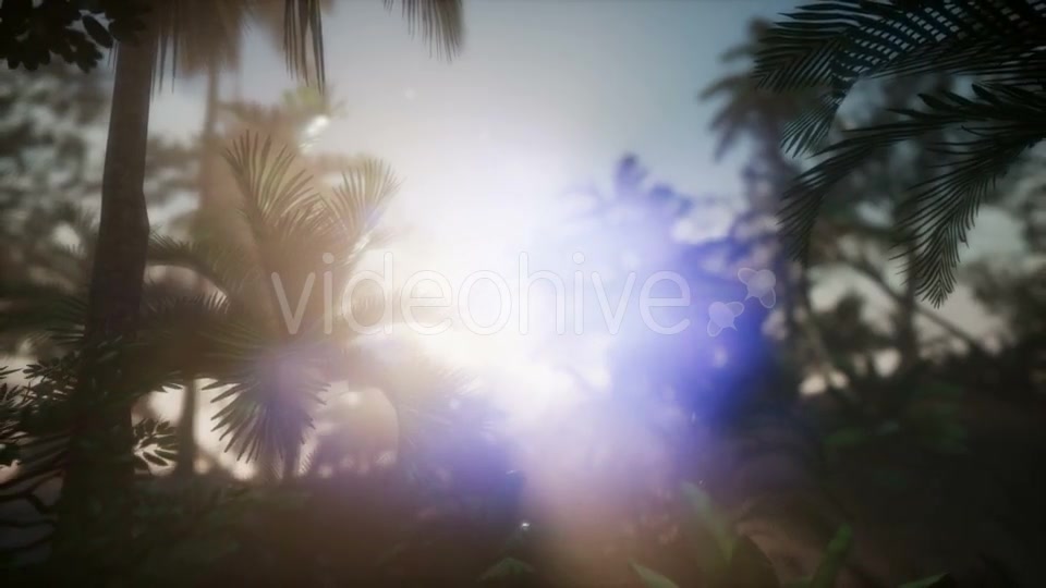 Sunset Beams Through Palm Trees - Download Videohive 21441105