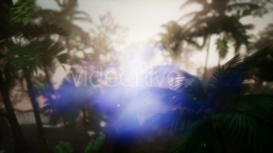 Sunset Beams Through Palm Trees - Download Videohive 21441105