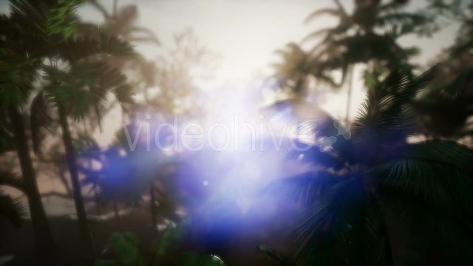 Sunset Beams Through Palm Trees - Download Videohive 21441105