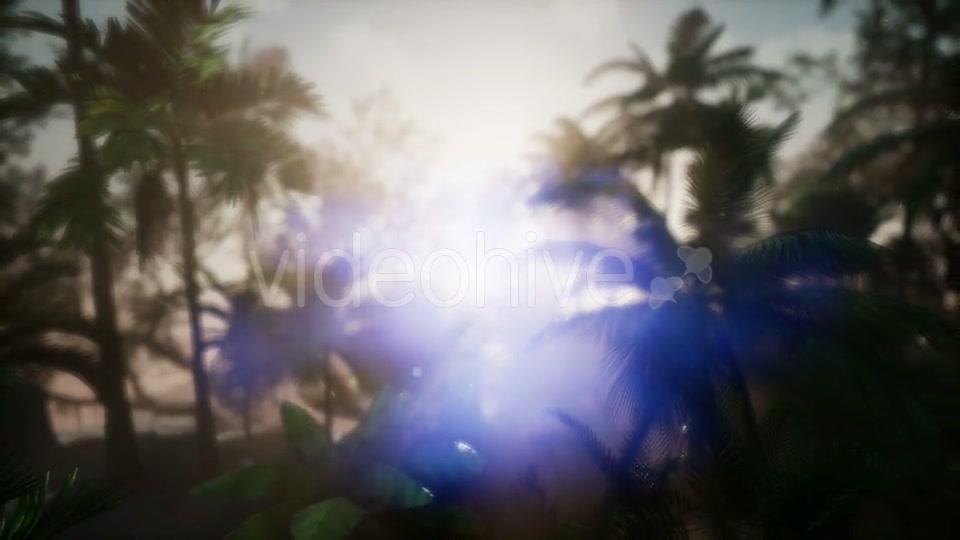 Sunset Beams Through Palm Trees - Download Videohive 21441105