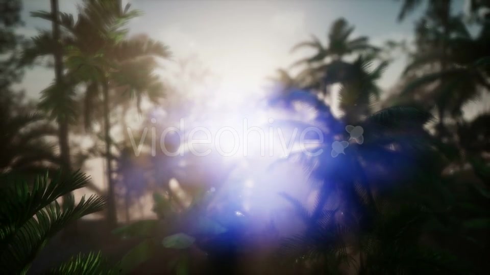 Sunset Beams Through Palm Trees - Download Videohive 21441105