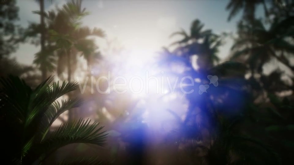 Sunset Beams Through Palm Trees - Download Videohive 21441105