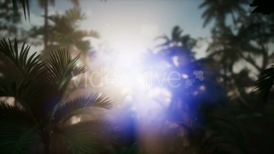 Sunset Beams Through Palm Trees - Download Videohive 21441105