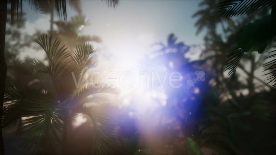 Sunset Beams Through Palm Trees - Download Videohive 21441105