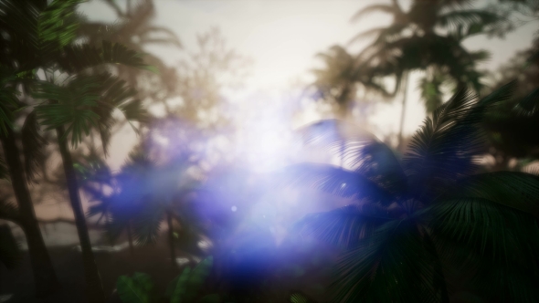 Sunset Beams Through Palm Trees - Download Videohive 21441105