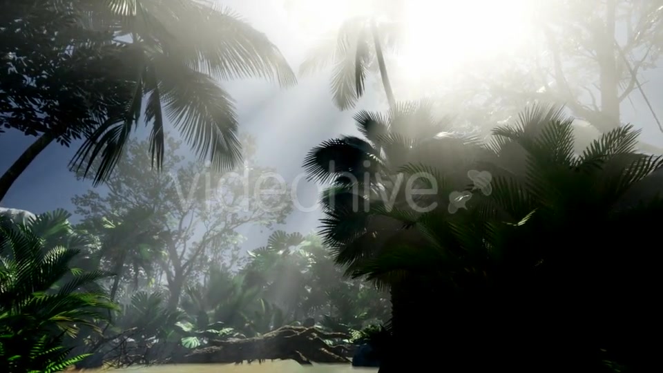 Sunset Beams Through Palm Trees - Download Videohive 21441150