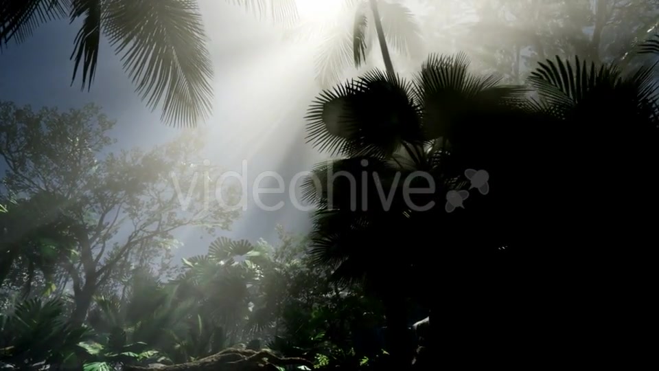 Sunset Beams Through Palm Trees - Download Videohive 21441150