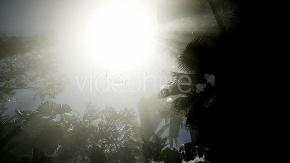 Sunset Beams Through Palm Trees - Download Videohive 21441150