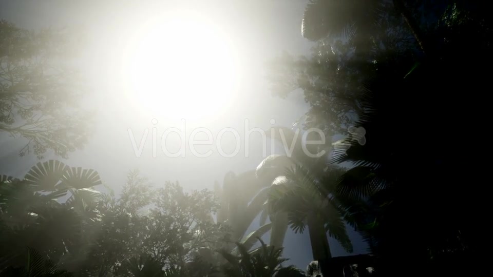 Sunset Beams Through Palm Trees - Download Videohive 21441150